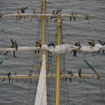 regata marii negre 2014 - parada velelor (17)